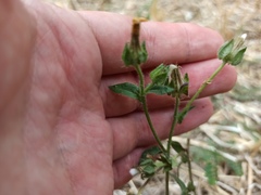 Helminthotheca echioides