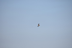 Neophron percnopterus