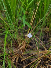 Veronica scutellata