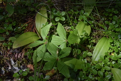 Arctocrania