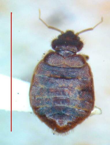 Tropical bed bug