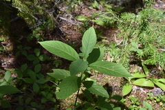 Lonicera involucrata