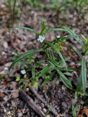 Veronica scutellata