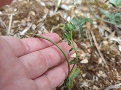 Helminthotheca echioides