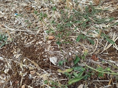 Helminthotheca echioides