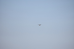 Neophron percnopterus