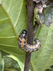 Omphalocera munroei