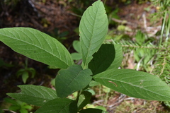 Lonicera involucrata