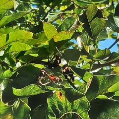 Sympetrum ambiguum
