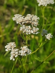 Achillea millefolium