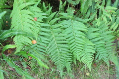 Polypodiopsida