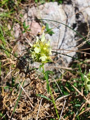 Sideritis hyssopifolia
