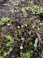 Harrimanella hypnoides