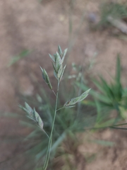 Eragrostis secundiflora