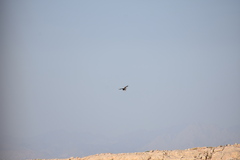 Neophron percnopterus