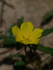 Ludwigia peploides