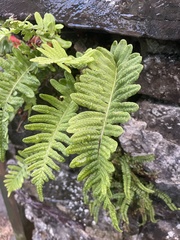 Polypodium vulgare