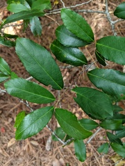Prunus caroliniana