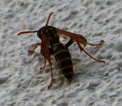 Polistes nimpha