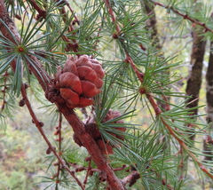Larix decidua