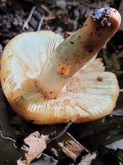 Russula compacta