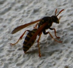 Polistes nimpha