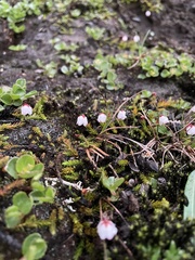 Harrimanella hypnoides