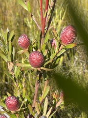 Leucadendron conicum