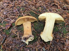 Calonarius elegantior