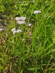 Achillea millefolium