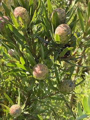 Leucadendron conicum