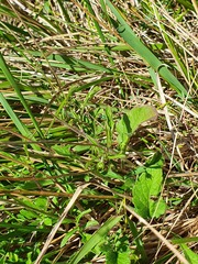 Scabiosa columbaria