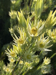 Leucadendron conicum