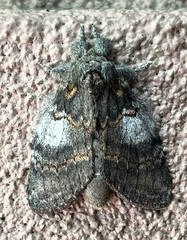 Dasychira meridionalis