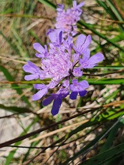Scabiosa columbaria