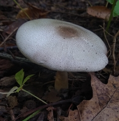 Agaricus xanthodermus