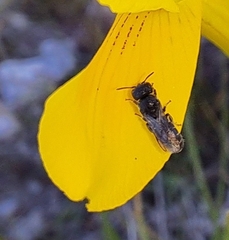 Osmiini