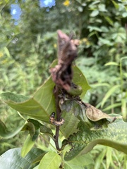 Omphalocera munroei