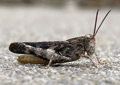 Psinidia fenestralis