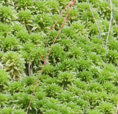 Sphagnum capillifolium