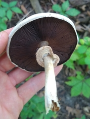 Agaricus xanthodermus