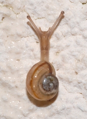 Cepaea hortensis