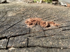 Stemonitis axifera