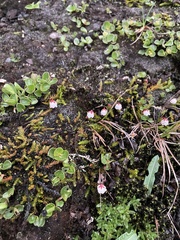 Harrimanella hypnoides