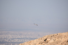 Neophron percnopterus