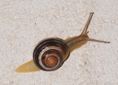Cepaea hortensis