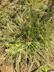 Fimbristylis vahlii