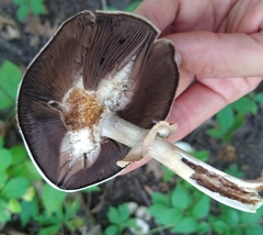 Agaricus xanthodermus