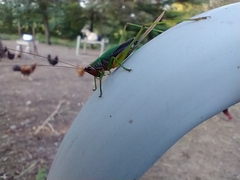 Conocephalus nigropleurum