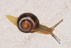 Cepaea hortensis